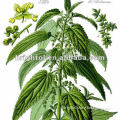 100%natural top quality Nettle P.E. or Extracts